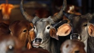 Hindus, who comprise 80% of India's 1.2bn population, consider cows holy